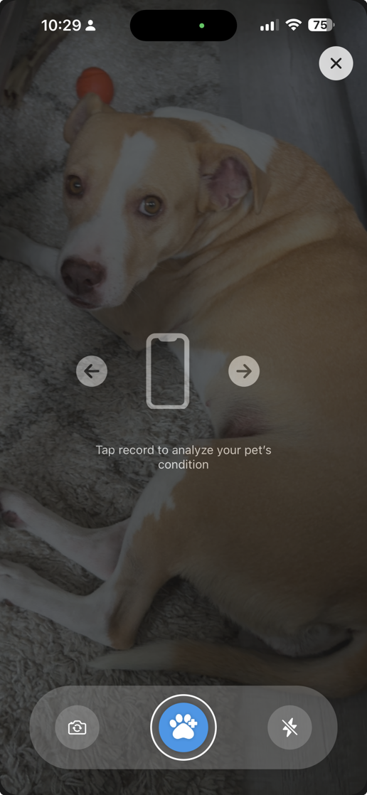PawSight camera analysis screen for recording a pet condition